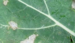 Disease onset dates variable, according to oilseed rape phoma forecast